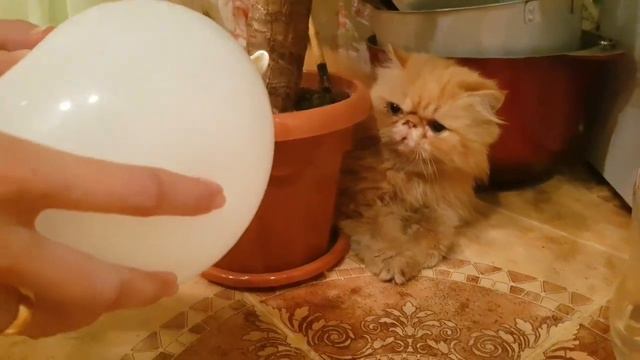 Шарик 🎈. Кот 🐈. и ещё один Кот🐱 #МойХозяинИдиот 😂 katiuzhLIVE смотреть онлайн