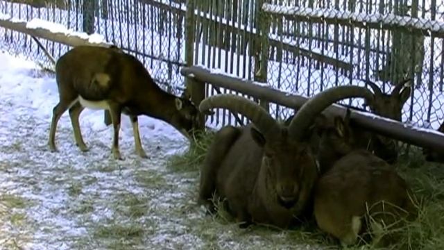 "Зимой в Ростовском зоопарке" смотреть онлайн