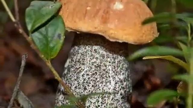 Ой,грибы,грибы,грибочки смотреть онлайн