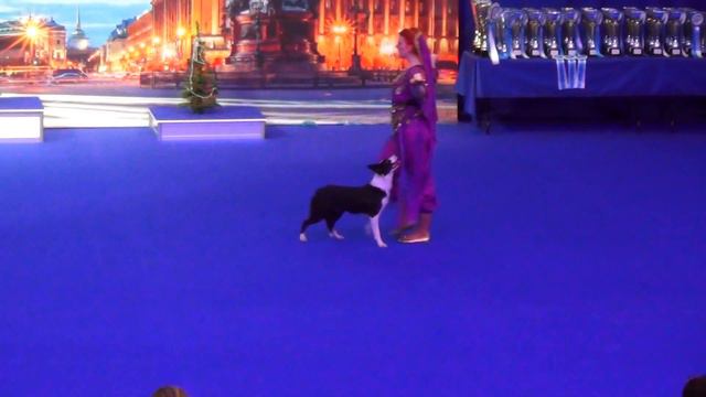 Шинкаревич Любовь Бордер колли Ловели Принцесс Элис Элис Мастер-НТМ смотреть онлайн