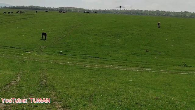 Лахиб и Арифа,Чем глистовал от паразитов .жеребец лошадь,туман. смотреть онлайн