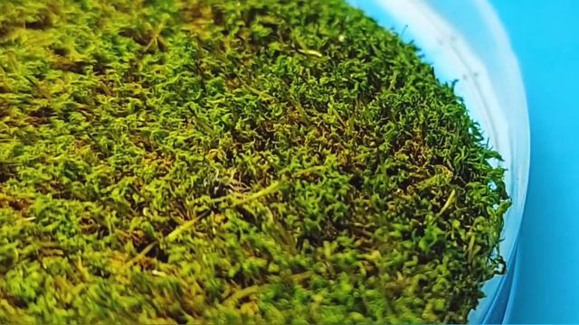 Живой мох | Мхи | Флорариум | таймлапс