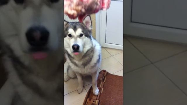Аляскинский маламут Alaskan Malamute и косточка: обещание послушания на год вперёд) смотреть онлайн