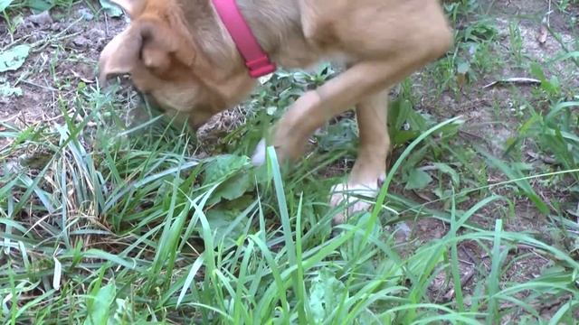 Panasonic AG-HMC40P Test Footage featuring Dogs смотреть онлайн