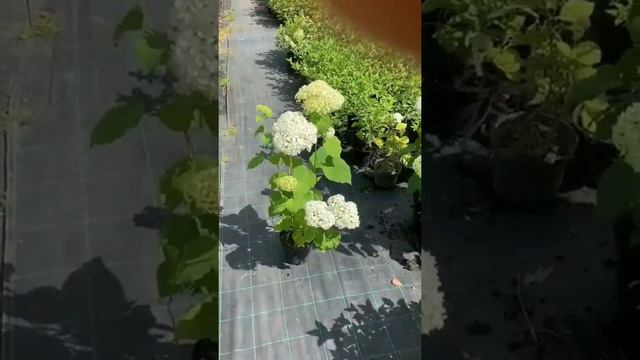 Гортензия древовидная Анабель. смотреть онлайн