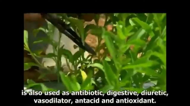 Stevia History смотреть онлайн