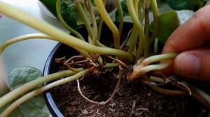 Цикламен.(Cyclamen) САМАЯ СТРАШНАЯ БОЛЕЗНЬ ЦИКЛАМЕНА!!!