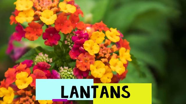 The world’s most beautiful flowers, Top 30, Do you recognize them? Morning glories? Roses? Lavender смотреть онлайн