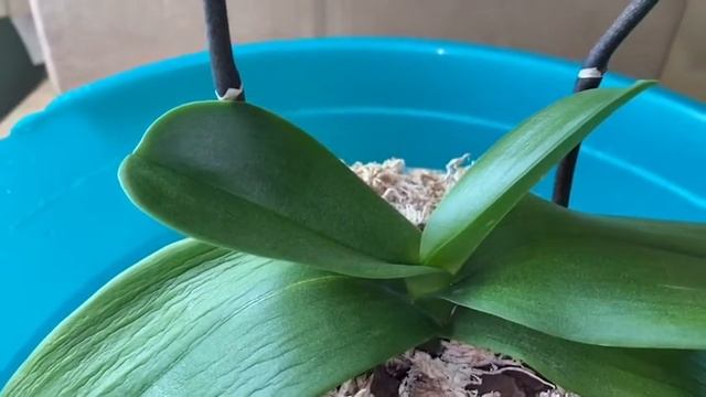 Орхидея 45 дней без полива? ЧТО С НЕЙ? #орхидея #моицветочки #орхомания #сад #цветы #хобби #отпуск