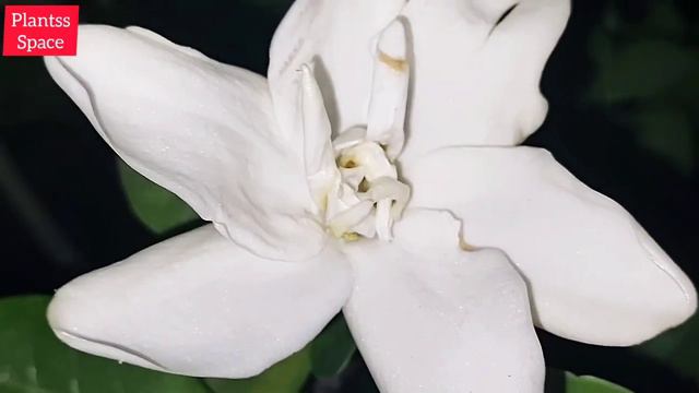 963- Gardenia Flowerbuds On All Branches / सारी शाखाओं पर गंधराज की कलियां / Low Maintenance Variet