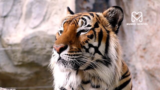 O TIGRE NÃO DEIXOU ELE FUGIR смотреть онлайн