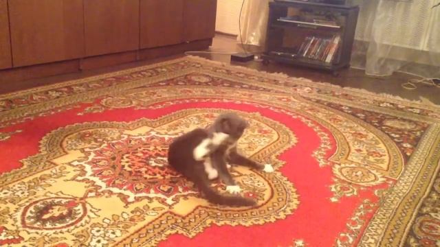 Ночные игрища кошары!!! А ей 12 лет!!!!!))) смотреть онлайн