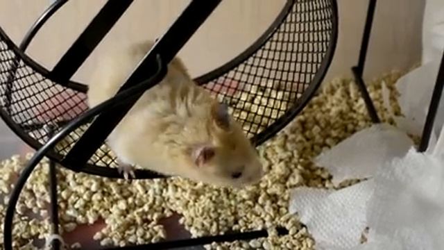 КАКИЕ ОРЕШКИ И СЕМЕЧКИ МОЖНО ДАВАТЬ ХОМЯКАМ? | ПИТАНИЕ ХОМЯКОВ ?