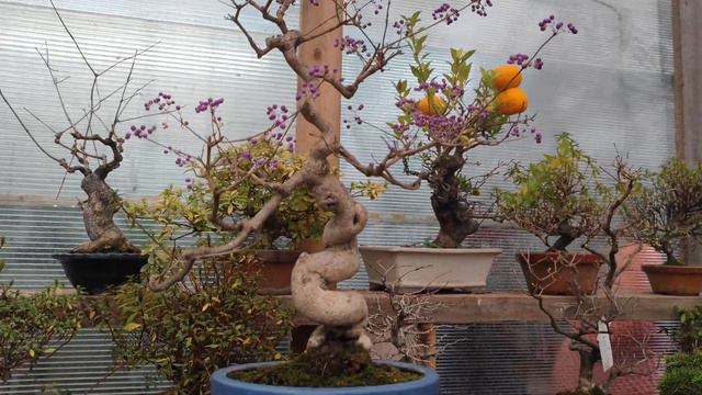 Bonsai Meeting In Moscow At Bonsaisale (Valeriy Pitel) With Studio Bonsai