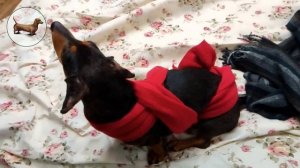 ? ? ? ^ ЧТО ЛУЧШЕ ОДНОЙ ТАКСЫ? ТОЛЬКО ТРИ ТАКСЫ! Почему боится такса (собака)?