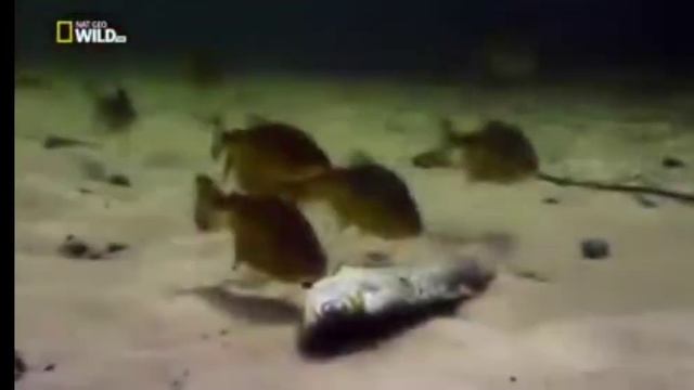 Первая Тройка Самых Опасных Животных Голодные игры Пираньи смотреть онлайн