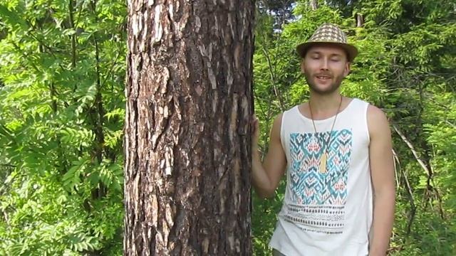Деревья доноры, Деревья Вампиры, Сосна – дерево донор. Энергия деревьев. смотреть онлайн