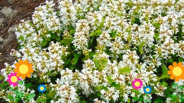 Живучка ползучая Альба. Краткий обзор, описание характеристик ajuga reptans alba Alba смотреть онлайн