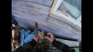 Конопатка мхом сруба.Работа в саду.