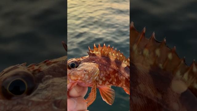 ガシラ（カサゴ）は年中釣れますが、冬季が産卵期。サビキ仕掛けでも、疑似針にオキアミを使い、波止際に落とし込めば数釣りが楽しめます。#shorts смотреть онлайн