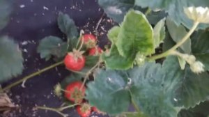 ФУРОР-сорт клубники садвой