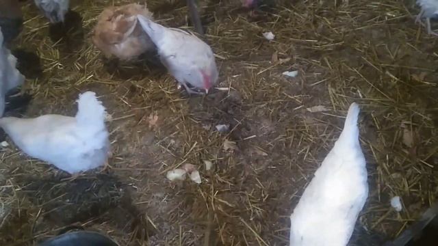 Как помочь курам пережить зиму в неотапливаемом курятнике. смотреть онлайн