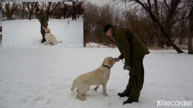 Как передать подрощенного щенка новому владельцу. Советы кинолога. смотреть онлайн