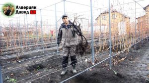 Пересадка многолетнего куста винограда
