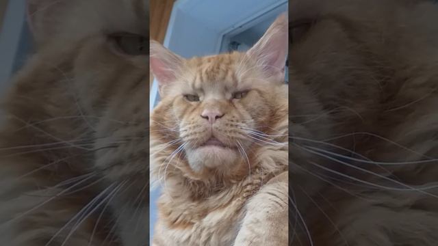 Настоящий полковник. смотреть онлайн