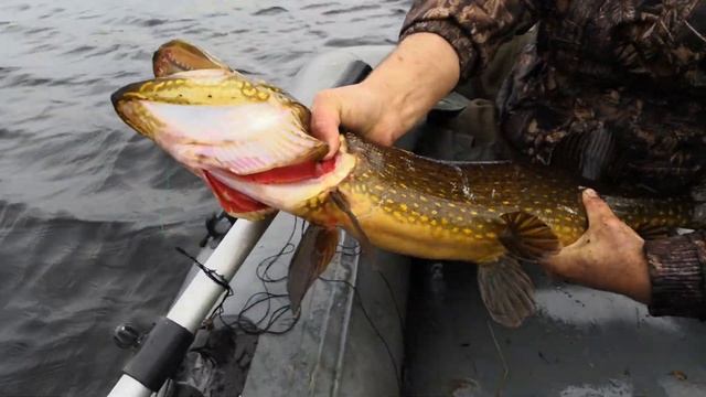 Рыбалка на перемет! Простой вариант установки перемета! Трофейный выход щуки! смотреть онлайн