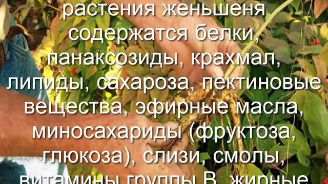 Женьшень,корень жизни смотреть онлайн