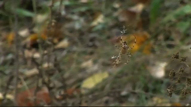 Початок осені. SONY HDR FX 1. смотреть онлайн