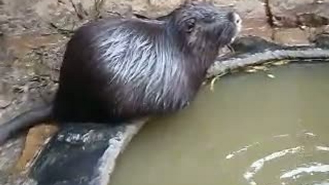 Домашние питомцы