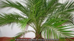 Плоды финики — дерево плодоносящее в домашних условиях