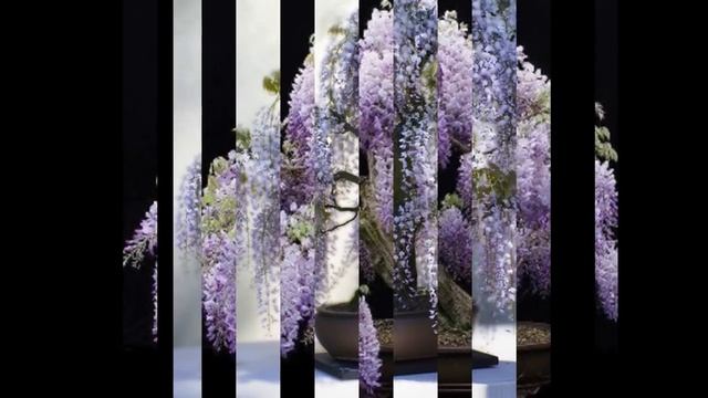 Blue Jacaranda (Jacaranda Mimosifolia) Or Wisteria Bonsai Tree ?