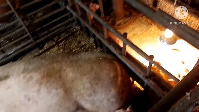 Сколько поросят отошло. Посадка картошки под плуг. Кормим поросят по очереди. Пришла посылка. смотреть онлайн