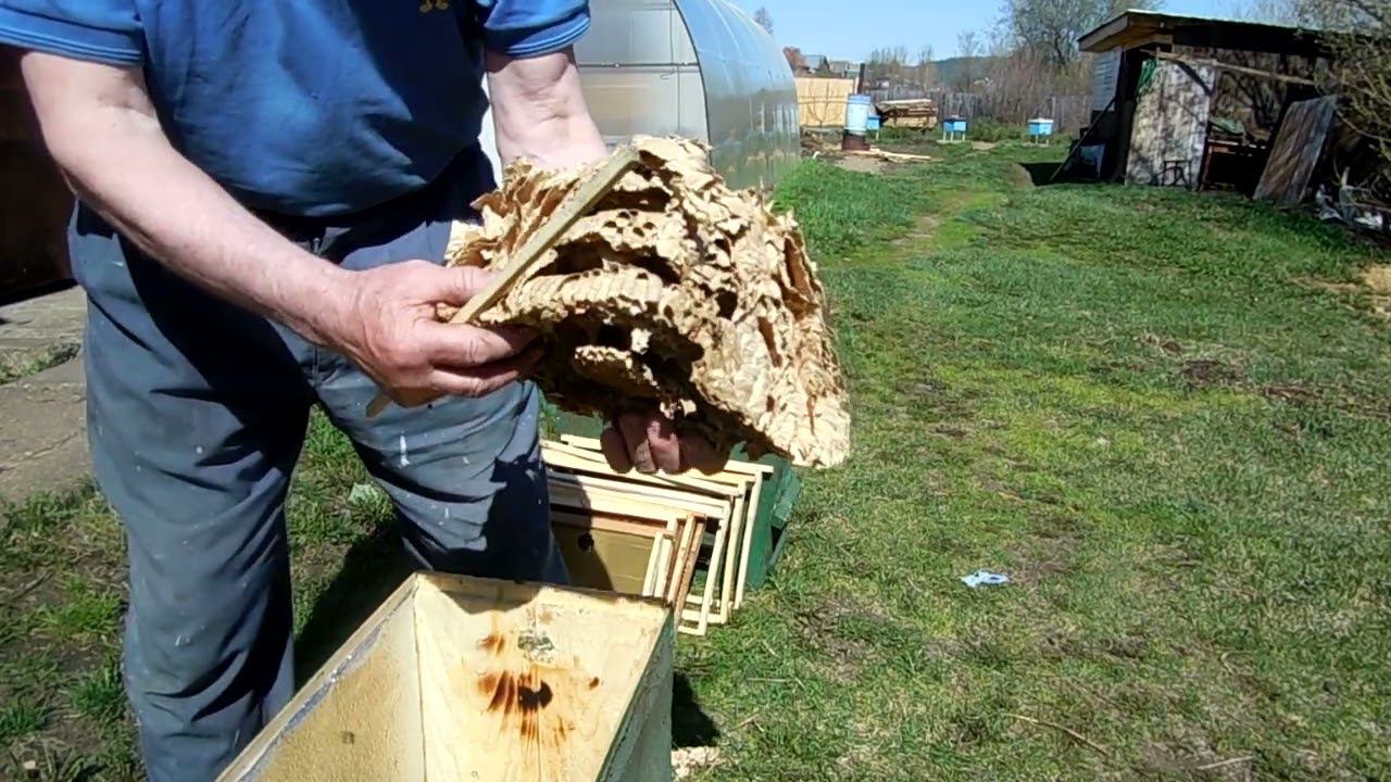 Шершни в ловушке!!!! смотреть онлайн