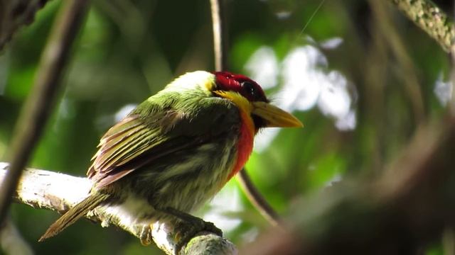 Capitão-de-bigode-limão (Eubucco richardsoni) Lemon-throated Barbet смотреть онлайн