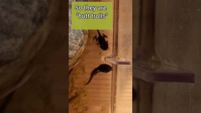 Our summer pets, tadpoles. Головастики смотреть онлайн