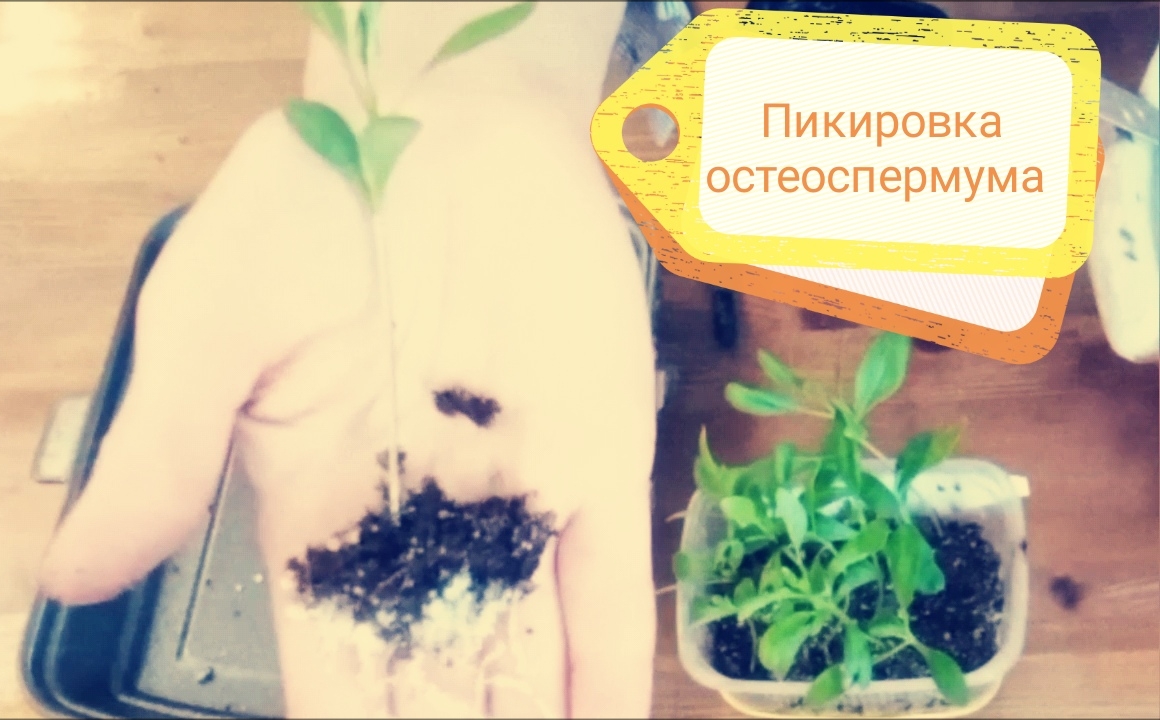 Пикировка остеоспермума!!!