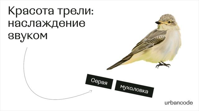 Серая мухоловка смотреть онлайн