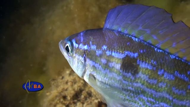 Смарида. Spicara flexuosa. Pickarel смотреть онлайн