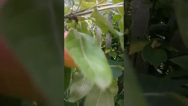 Мои первые яблочки?полукультурка??ура!!! смотреть онлайн