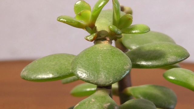 Денежное Дерево ( Tolstyanka Krassula) Обрезка по Лунному Календарю смотреть онлайн