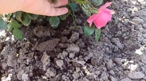 Розы первогодки? Обзор весна 2022, осень 2021, Алтайские розы ?