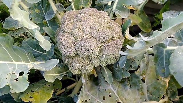 Как правильно срезать брокколи , чтобы был ещё урожай смотреть онлайн