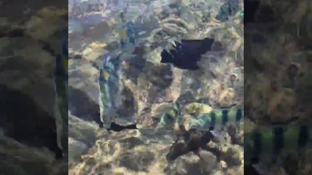 Красное море,Эйлат смотреть онлайн