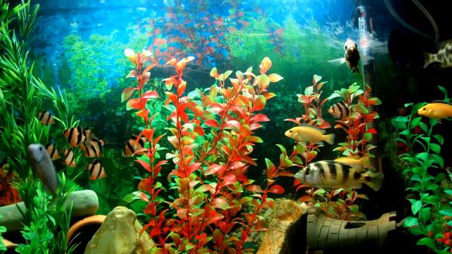 Beautiful aquarium. cichlids, barbuses etc. смотреть онлайн