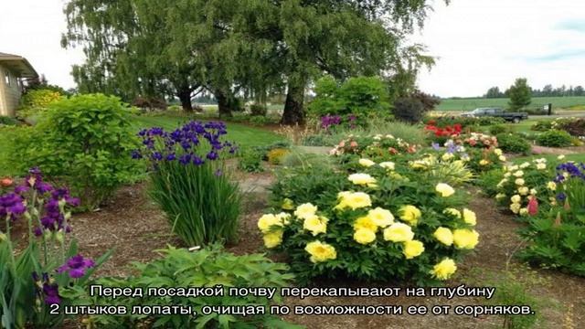 Пион Бартзелла (Paeonia Itoh Bartzella) — описание сорта смотреть онлайн
