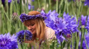 Васильки! Нежная, лирическая песня!